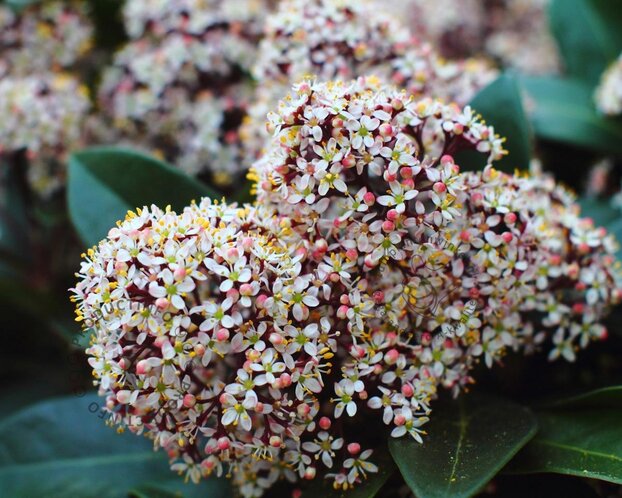 Skimmia japonica 'Rubella'