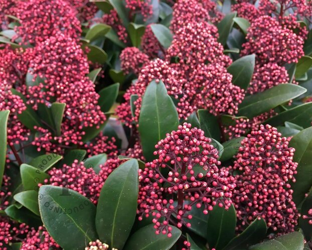 Skimmia japonica 'Rubella'