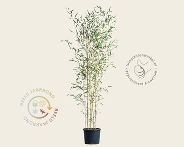 Phyllostachys aureosulcata 'Spectabilis'