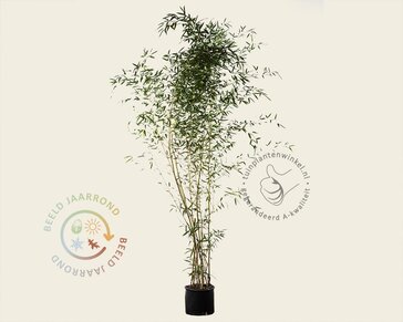 Phyllostachys aureosulcata 'Spectabilis'