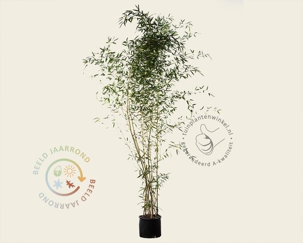 Phyllostachys aureosulcata 'Spectabilis'