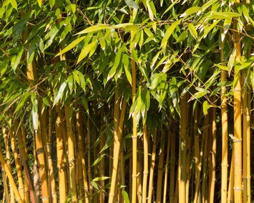 Phyllostachys aureosulcata 'Spectabilis'