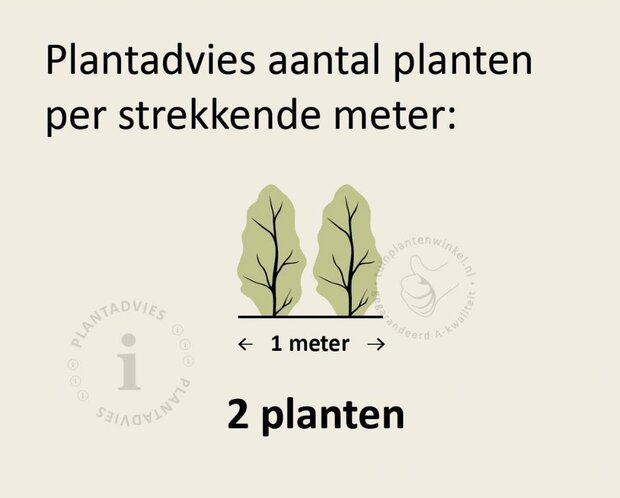 Phyllostachys aureosulcata 'Spectabilis'