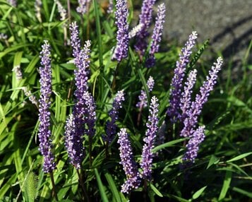 Liriope muscari 'Ingwersen' image
