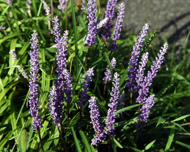 Liriope muscari 'Ingwersen'