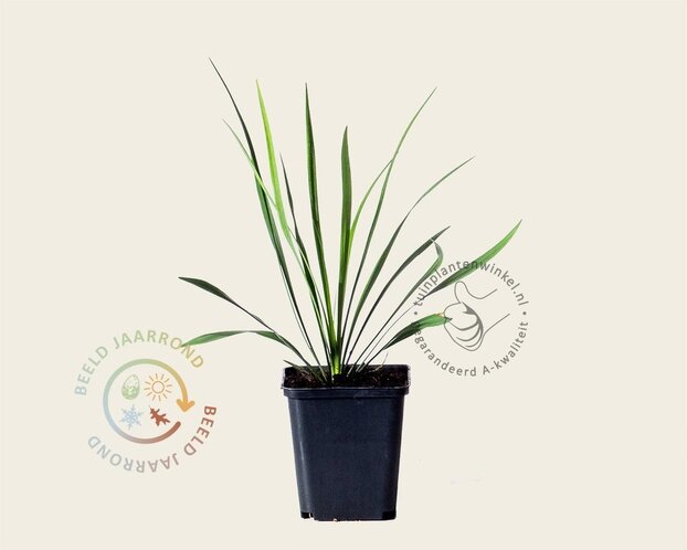 Liriope muscari 'Ingwersen'