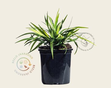 Liriope muscari 'Ingwersen'