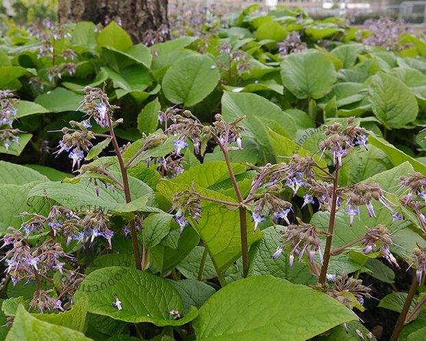 Trachystemon orientalis