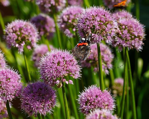 Allium 'Little sapphire'