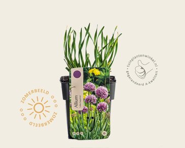 Allium 'Little sapphire'