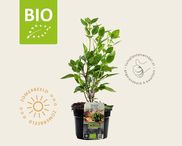 Ocimum basilicum 'Coldasil' - Puur