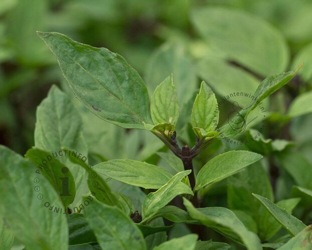 Ocimum basilicum 'Coldasil' - Puur