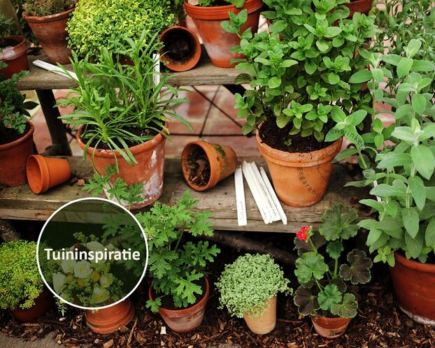Ocimum basilicum 'Coldasil' - Puur