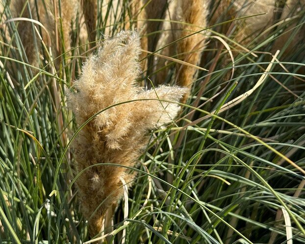Cortaderia selloana 'Tiny Pampa'