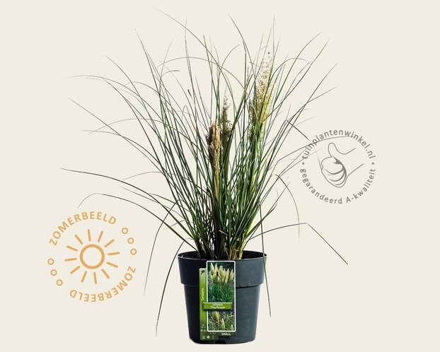 Cortaderia selloana 'Tiny Pampa'