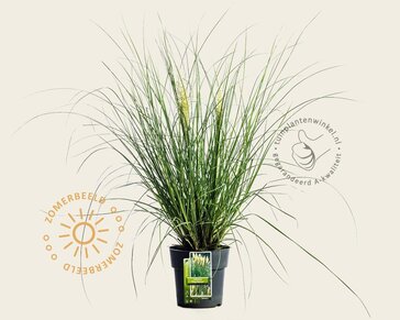 Cortaderia selloana 'Tiny Pampa'