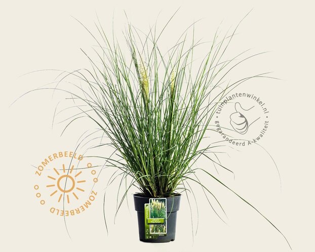 Cortaderia selloana 'Tiny Pampa'