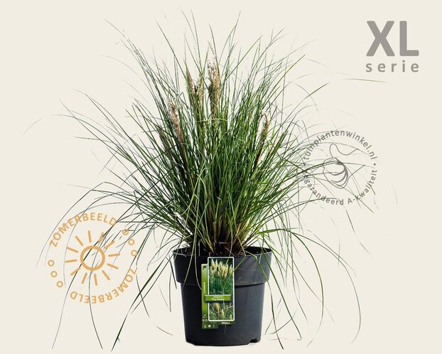 Cortaderia selloana 'Tiny Pampa'