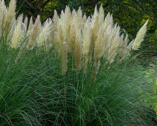 Cortaderia selloana 'Pumila'