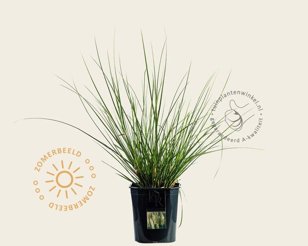 Cortaderia selloana 'Pumila'