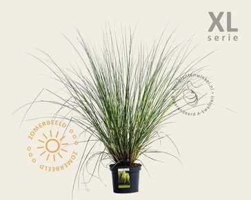 Cortaderia selloana 'Pumila'