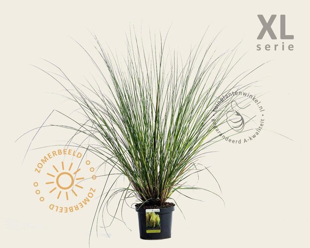 Cortaderia selloana 'Pumila'