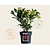 Skimmia japonica 'Temptation'