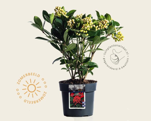 Skimmia japonica 'Temptation'