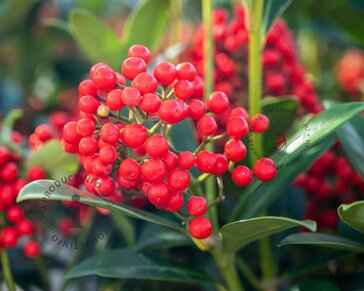 Skimmia japonica 'Temptation'