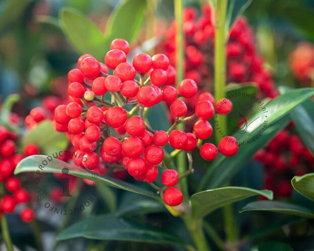 Skimmia japonica 'Temptation'