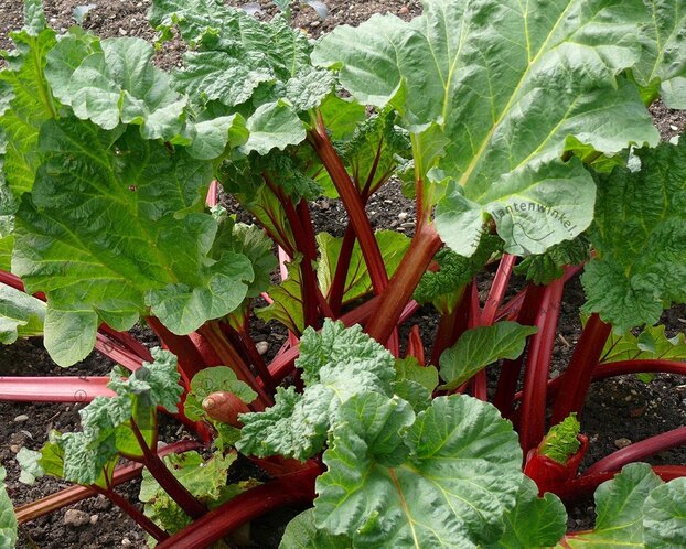 Rheum rhabarbarum ‘Frambozenrood’