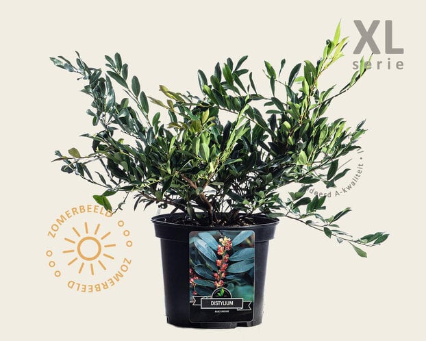 Distylium 'Blue Cascade' - XL