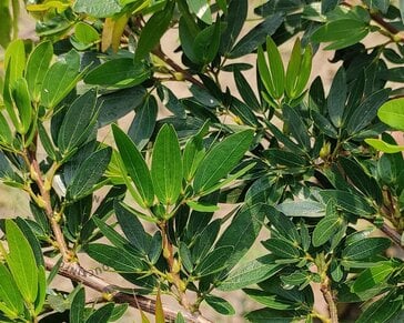 Distylium 'Blue Cascade' - XL