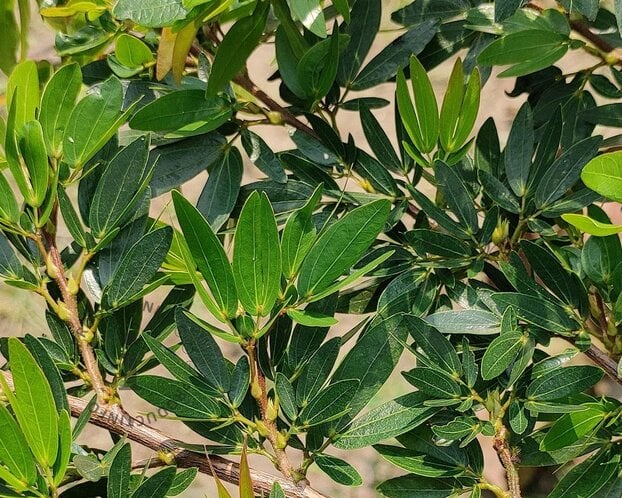 Distylium 'Blue Cascade' - XL