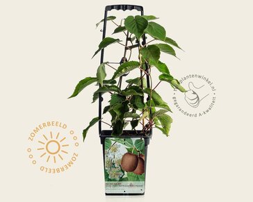 Actinidia 'Kiwi Huwelijk' ('Atlas' en 'Hayward')
