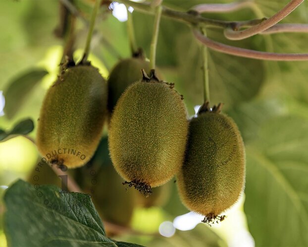Actinidia 'Kiwi Huwelijk' ('Atlas' en 'Hayward')