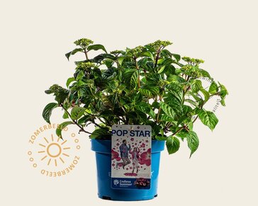 Hydrangea macr. 'Endless Summer - Popstar Pink'