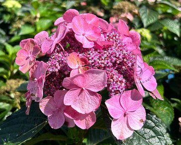 Hydrangea macr. 'Endless Summer - Popstar Pink'