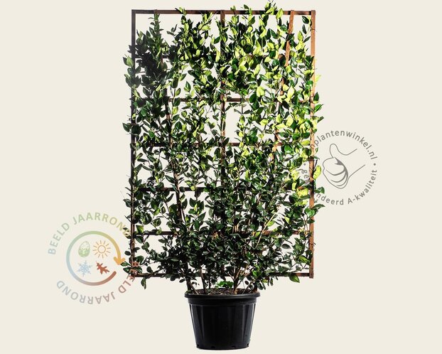 Ligustrum texanum - in rek 130x200 cm