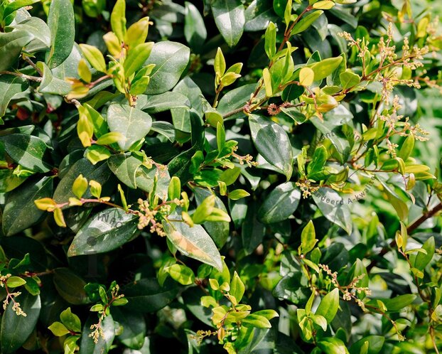 Ligustrum texanum - in rek 130x200 cm