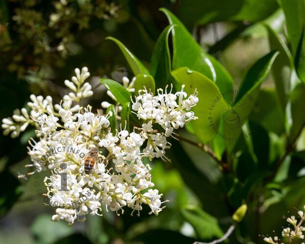 Ligustrum texanum - in rek 130x200 cm