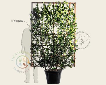 Ligustrum texanum - in rek 130x200 cm