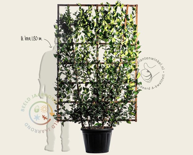 Ligustrum texanum - in rek 130x200 cm