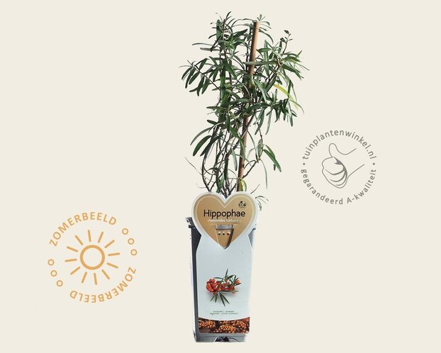 Hippophae rhamnoides 'Leikora'