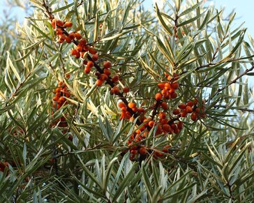Hippophae rhamnoides 'Leikora'