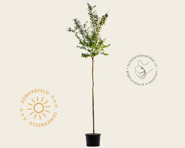 Lagerstroemia indica 'Dynamite' - op stam