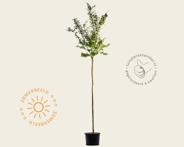 Lagerstroemia indica 'Dynamite' - op stam