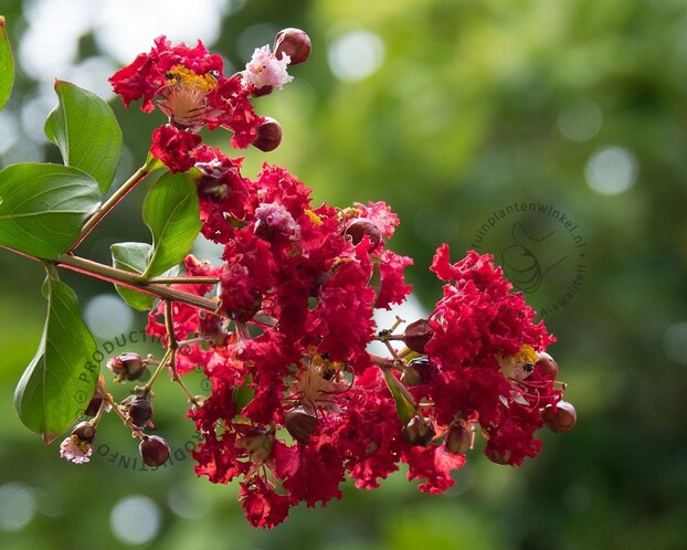 Lagerstroemia indica 'Dynamite' - op stam