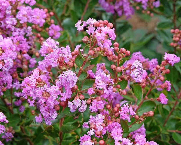 Lagerstroemia indica 'Lilach' - op stam