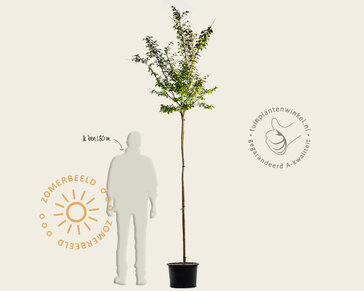 Lagerstroemia indica 'Lilach' - op stam